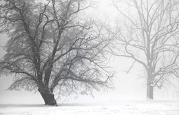 WINTERSTIMMUNG / An einem sehr kalten Wintermorgen im NATURPARK HOHE MARK.
Der Nebel machte die Natur sehr "Geheimnisvoll".