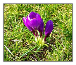 Frühlingsbote / ***