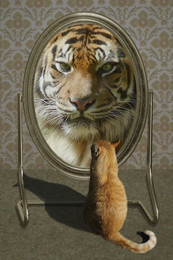 Spieglein, Spieglein / Katze vor dem Spiegel