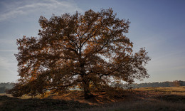 IN DER HEIDE / Ein Baum in der Westruper Heide in Haltern am See.
Die "LICHTSTIMMUNG" hatte es mir angetan.
