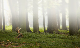 DAMHIRSCH / Nebel im NATURPARK HOHE MARK. Für mich gab es kein halten mehr. Langsam gewöhnte der Hirsch sich an mich. So konnte ich meine Fotos schießen.