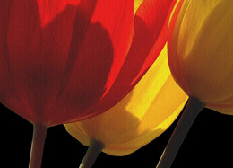 TULPEN / Tulpen, auf meine "ART und WEISE" aufgenommen.