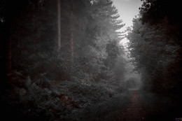  / https://www.peternutkins.photography