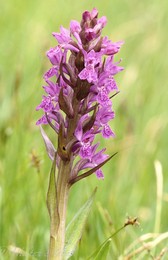 Fleischfarbenes Knabenkraut / Fleischfarbenes Knabenkrautm im Geltinger Moor
