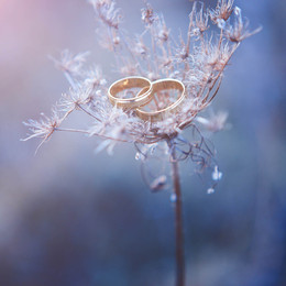 Hochzeitsringe / ***