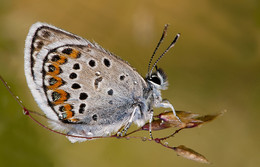 Kupfer-Schmetterling Schmetterling / ***