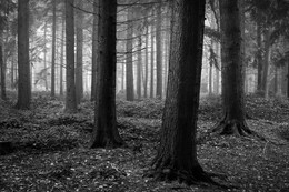  / https://www.peternutkins.photography