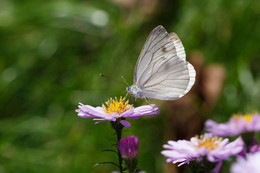 Schmetterling :) / ***