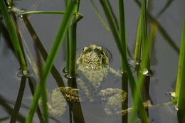 Wasserbehandlungen / ***