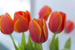 Frühling / Die Farben des Frühlings