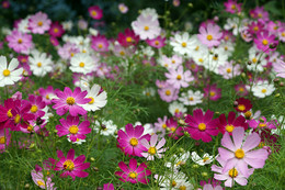 Blumenwiese / ***