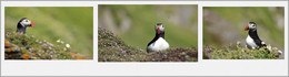 PAPAGEIENTAUCHER / Diese TOLLEN VÖGEL konnte ich aud der Insel Skelling Michael (Irland) fotografieren.
Die PAPAGEITAUCHER kommen nur zum BRÜTEN auf diese Insel.