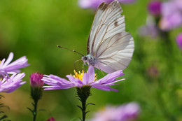 Schmetterling :) / ***