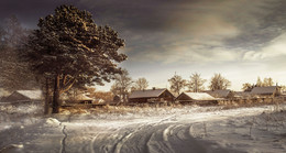 Kiefer-Baum / ***