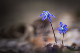 Frühling / ***