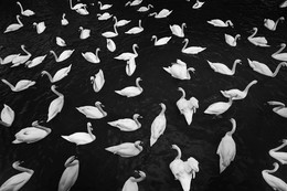 Swans / Swans