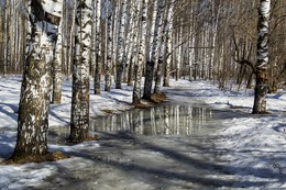 Im Birkenwald / ***