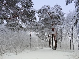 Wieder Schnee / ***