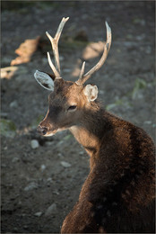 Hirsch / Hirsch