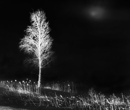 Birke / ***