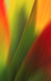 KAKTUS / Blätter eines Kaktus. Ich war beeindruckt von den Farben dieses Gewächses.