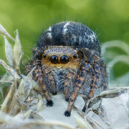 Skakunchik / Jumping spider