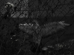lieben / ***