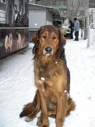 fiel im letzten Jahr Schnee / ***