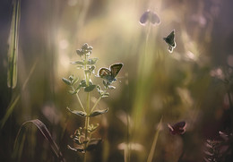 Sommer / ....