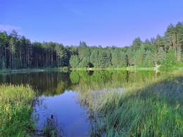 Forest Lake / ***