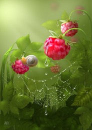 Himbeere / ***