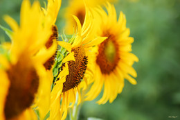 Sonnenblumen / ***