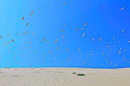 Birds / ***