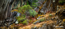 und Bäume auf den Felsen / ***