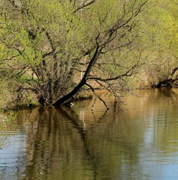 Frühling / ***
