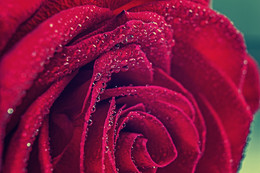 Rose / ***