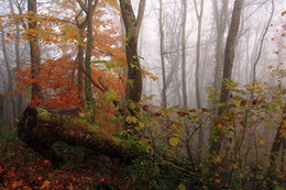 Autumn etude / ...