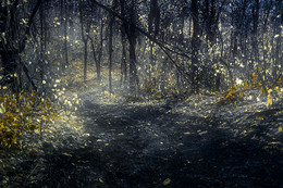 Haunted Forest / Ghost Forest