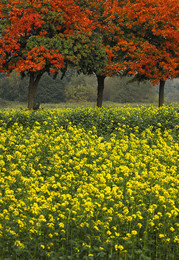 FARBEBSPIEL / Ich meine, solche Farben kann nur die Natur. Gesehen auf dem Land bei Dülmen im Münsterland.