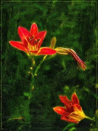 Blumen / ***