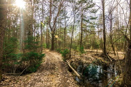 Spring Forest / ***