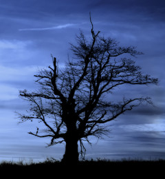 BLAUE STUNDE / Blaue Stunde in der Westruper Heide bei Haltern in Westfalen.