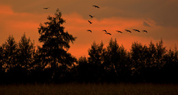 VOGELFLUG / Abendstimmung vor den Toren meiner Heimatstadt Olfen im Münsterland.
Ich staune immer weider wie mir doch hier vor meiner "Haustür" solche Fotos gelingen.