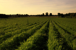 LANDWIRTSCHAFT / In meinem Wohnort Olfen im Münsterland findet man sie noch, Bauern die Landwirtschaft bertreiben. Mit dem Fahrrad durch die Felder radeln, toll.