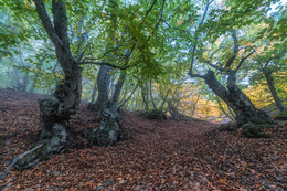 in den herbstlichen Wald / ***