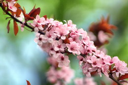 Pretty In Pink / ***