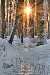 Frosty der Sonne / ***