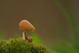  / ***
