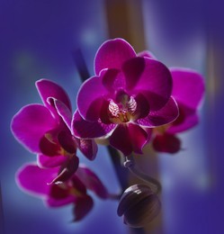 Orchid / ***