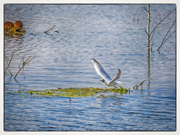 Hohe Wasser / ***